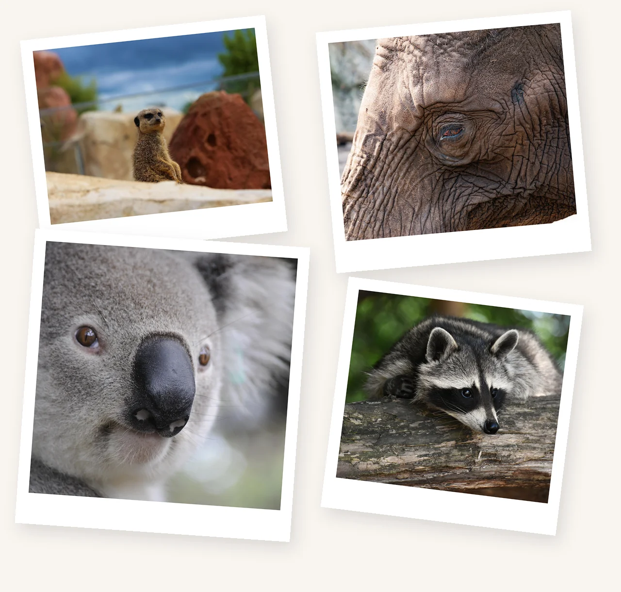 Montage façon polaroid de quatre animaux du ZooParc de Beauval : suricate, koala, raton laveur et éléphant