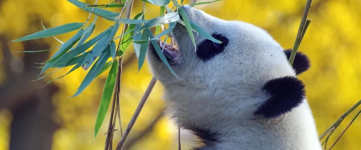Panda géant mangeant des feuilles de bambou à Beauval, feuillage jaune automnal en arrière-plan
