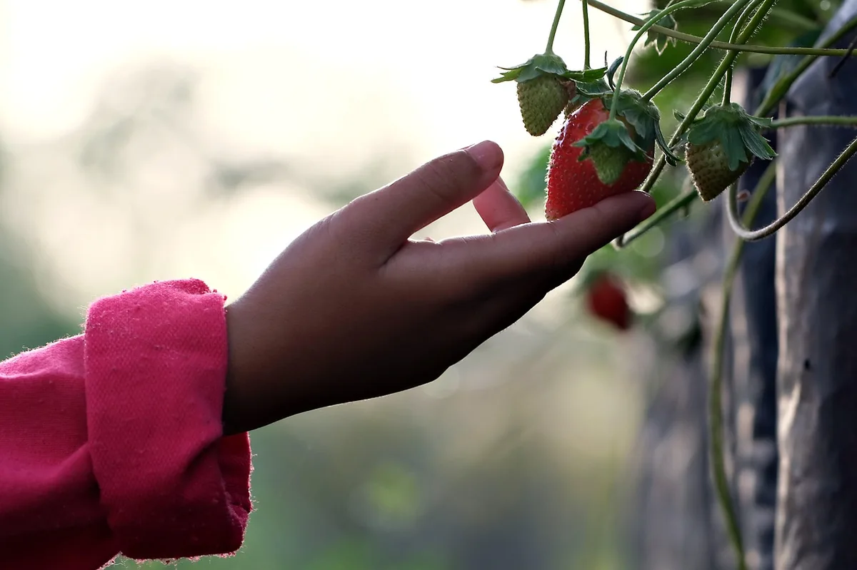 Main d'enfant cueillant une fraise, cueillette Séché à La Baule-Escoublac