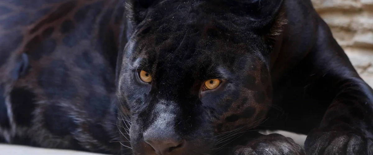 Panthère noire allongée, animal nocturne d'un parc refuge, ambiance veillée étoilée