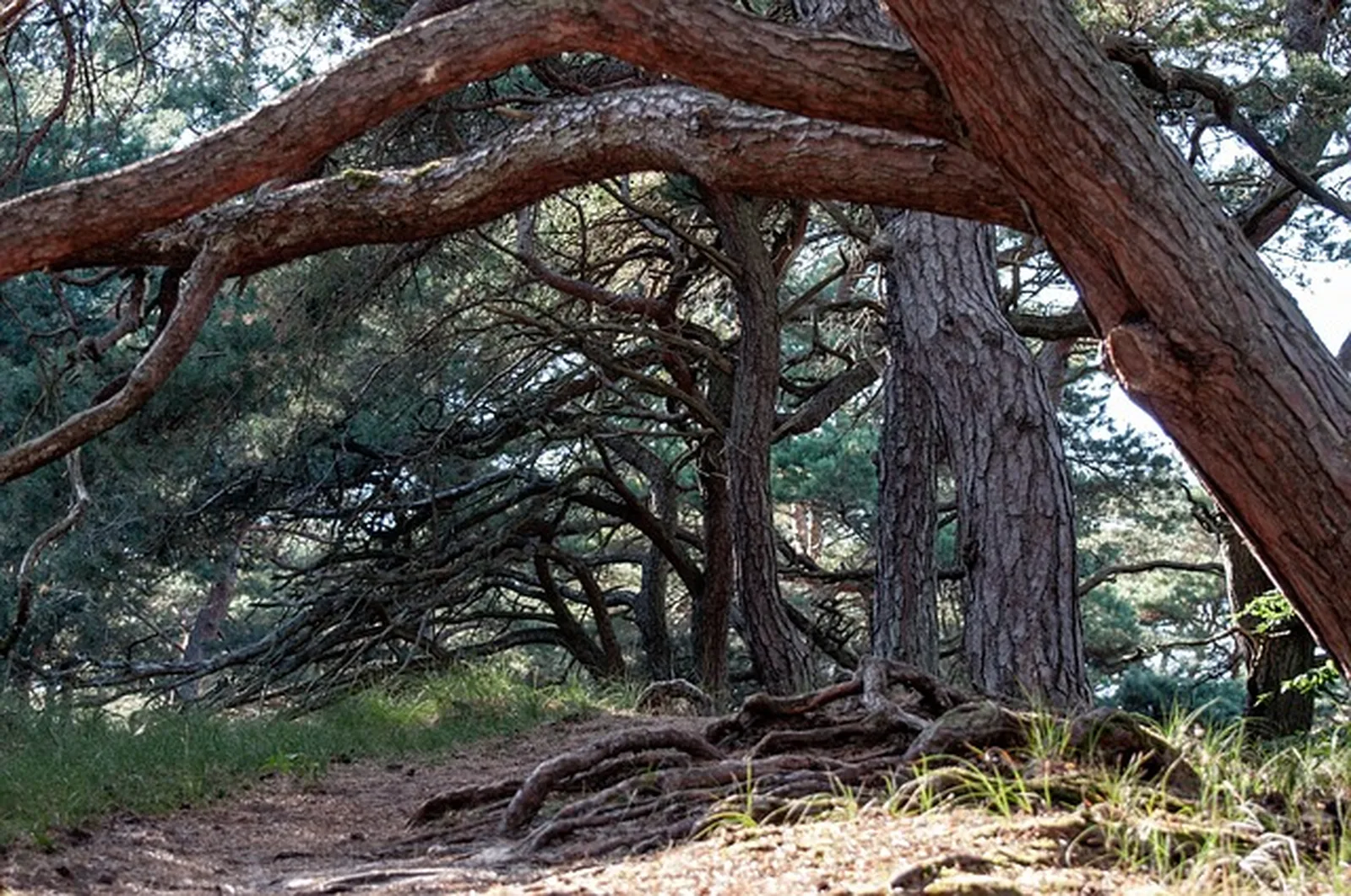 Sentier ombragé sous les pins maritimes, forêt dunaire du Sud Loire à Saint-Brevin-les-Pins