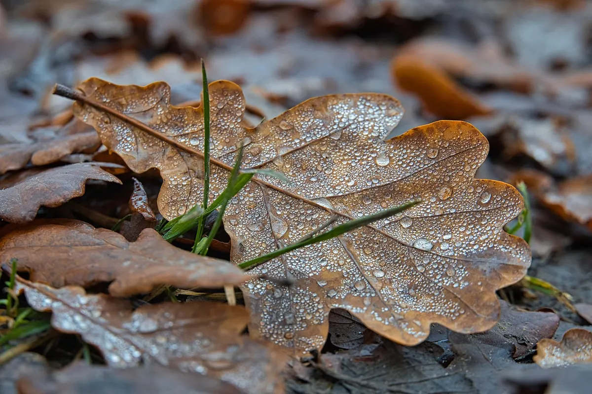 Détail d'automne en forêt : feuille de chêne couverte de rosée sur le sol