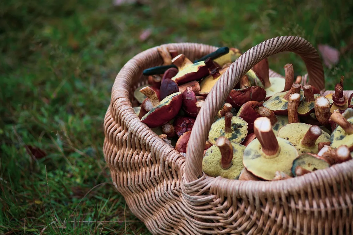 Panier de champignons et châtaignes ramassés en forêt à l'automne