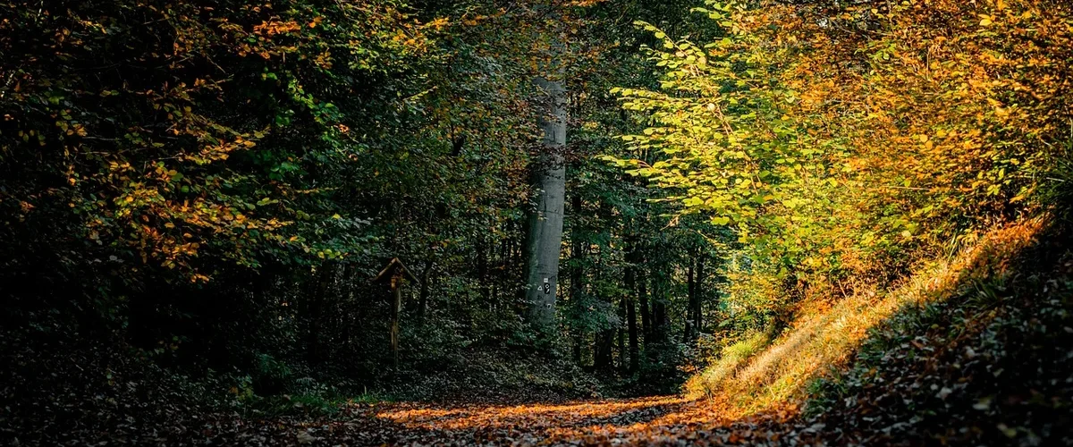Sentier en forêt un matin d'automne, lumière dorée entre les arbres