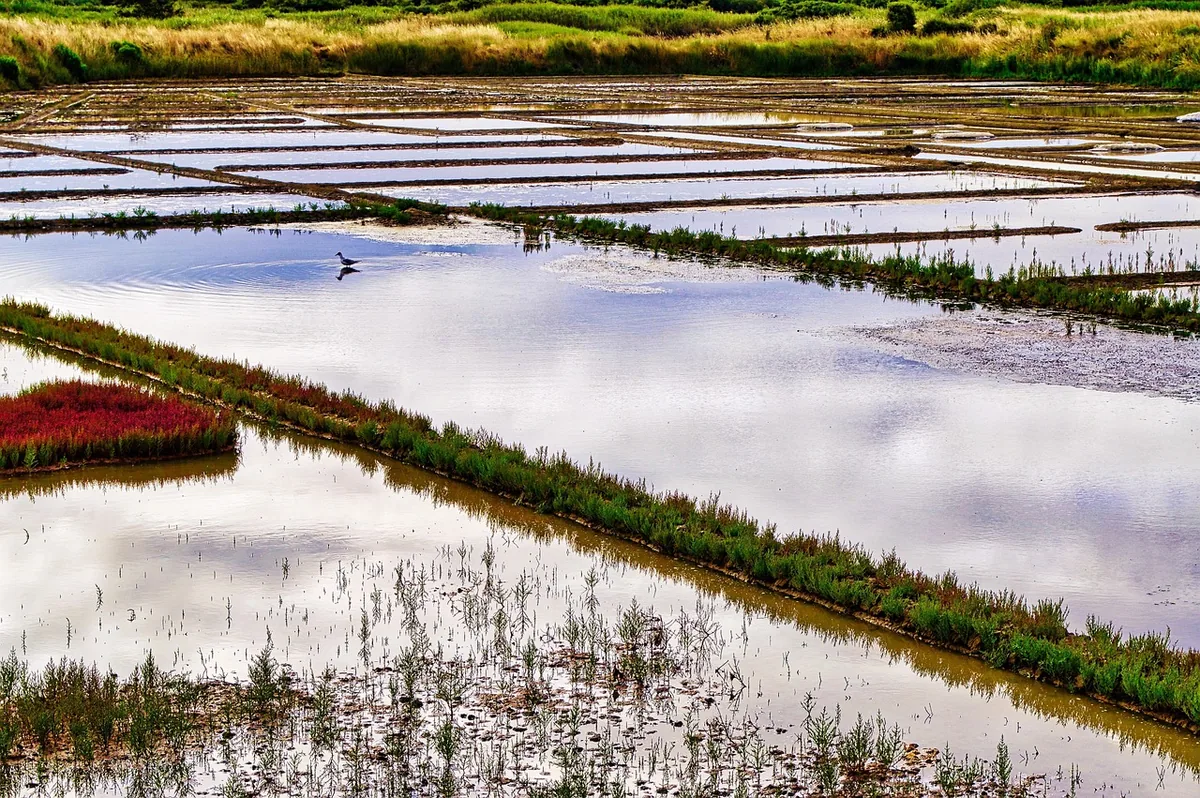 Marais salants de Guérande vus du dessus avec un oiseau échassier