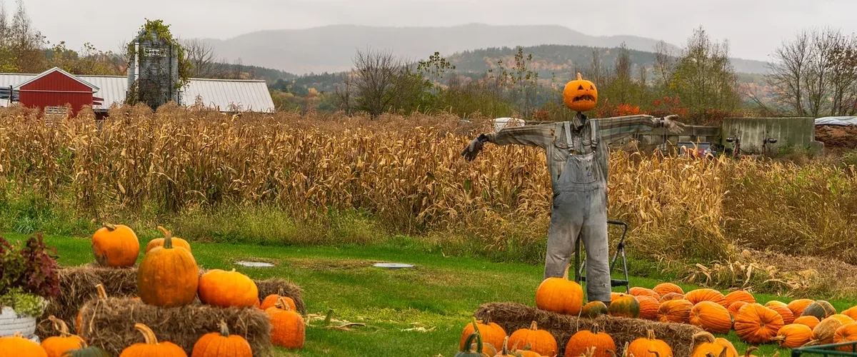 Épouvantail à tête de citrouille au milieu de citrouilles dans un champ en automne, pour Halloween en famille