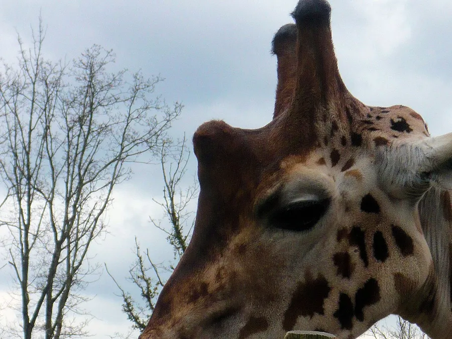 Une girafe du zoo de la Boissière du Doré