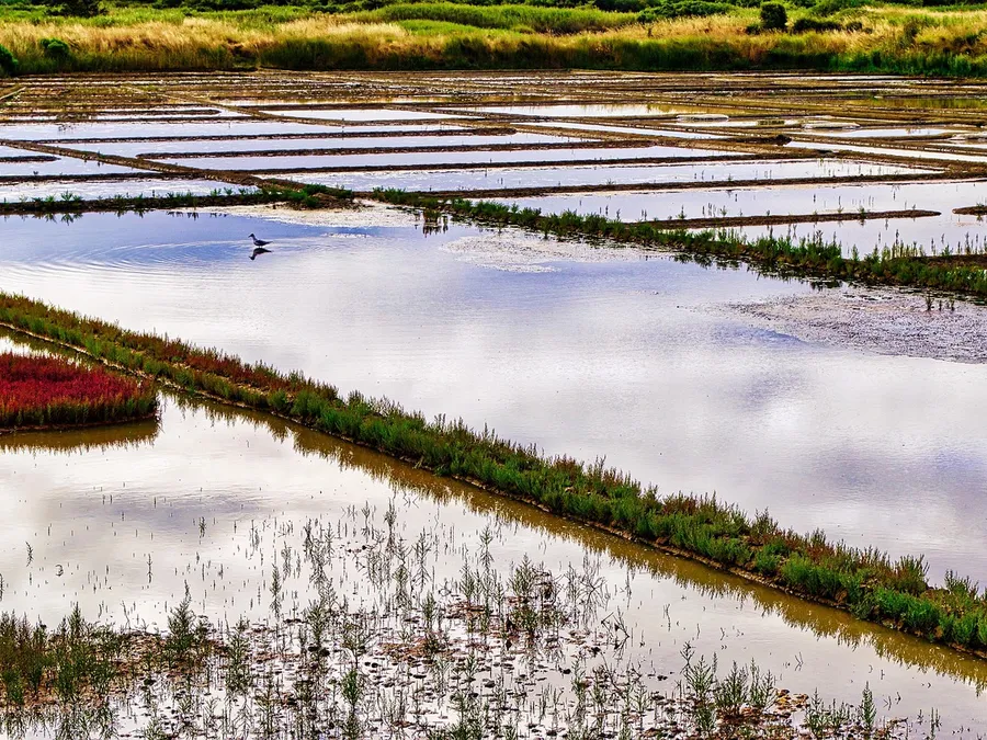 Les marais salants de Guérande