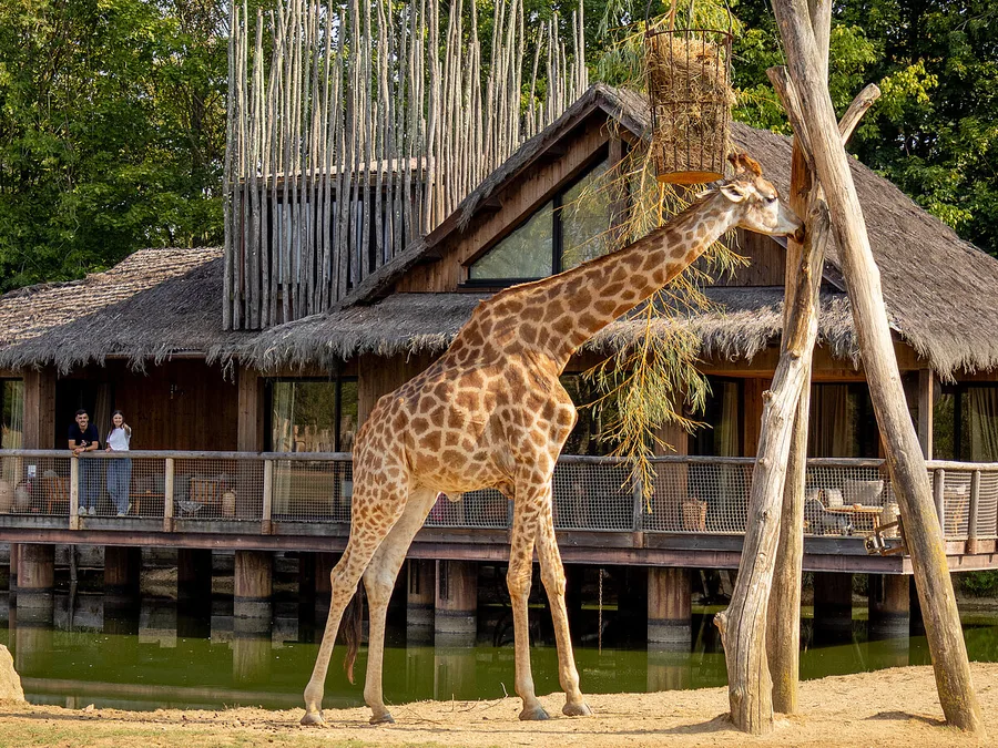 Nuit insolite en famille dans un lodge de Planète Sauvage, face aux girafes