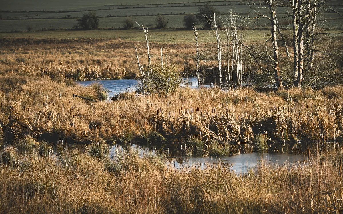 Zone humide et roselière brumeuse, illustration de la réserve naturelle du lac de Grand-Lieu