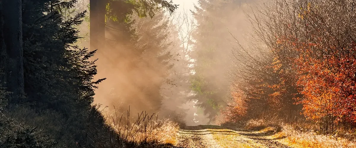 Photographier l'automne : chemin forestier dans la brume aux couleurs dorées