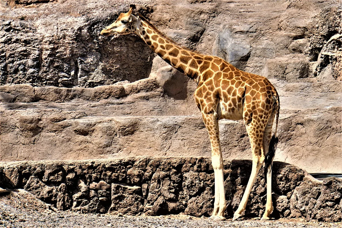 Girafe dans un enclos de parc animalier, illustration Planète Sauvage et zoo de la Boissière-du-Doré