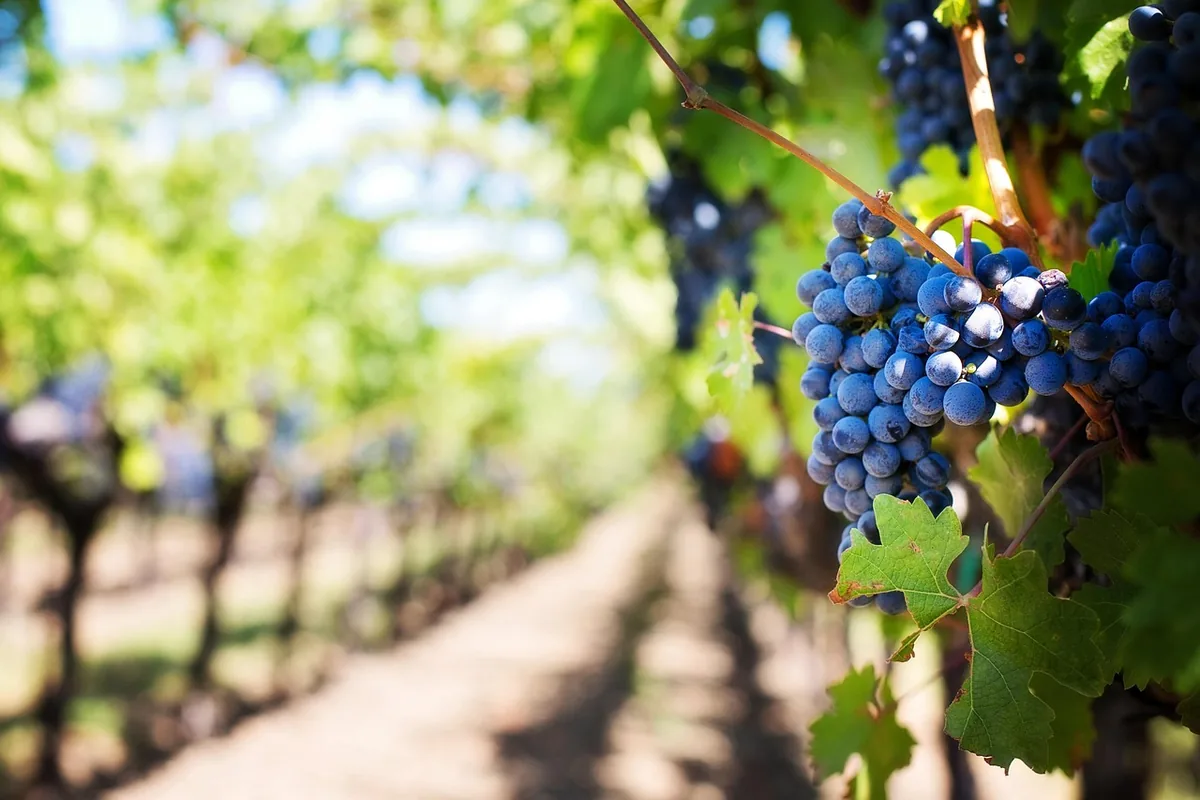 Grappe de raisin dans un vignoble en automne, illustration du vignoble nantais