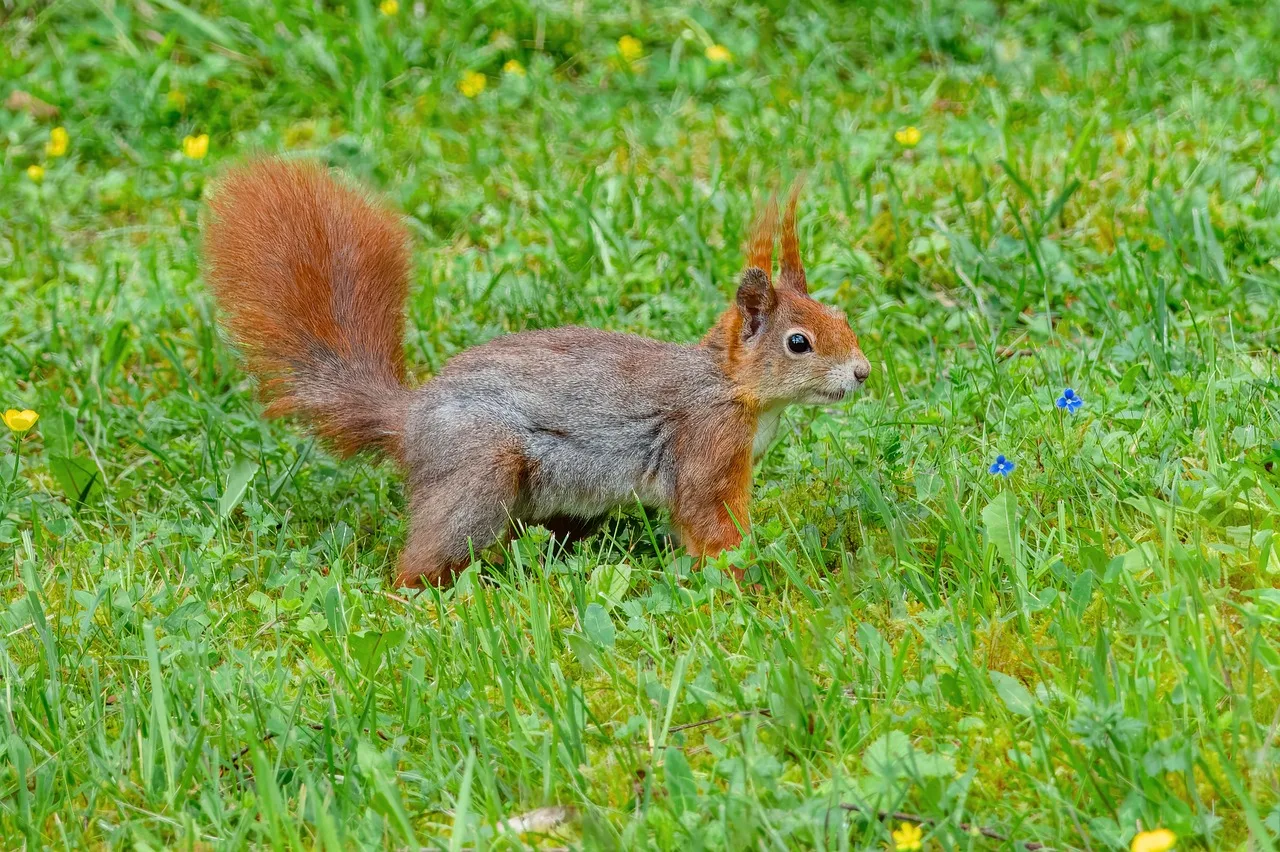 Écureuil roux dans l'herbe d'un parc, croisé pendant une marche rapide